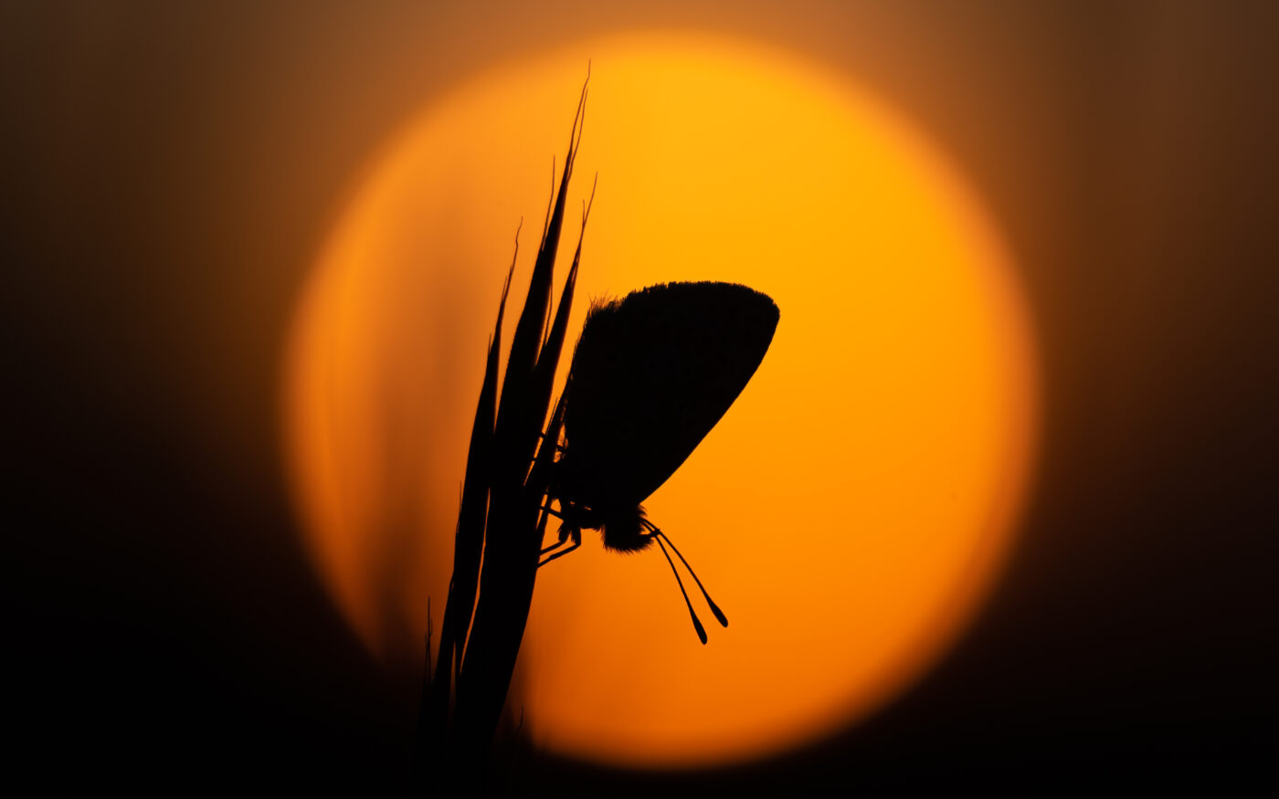 The sun is rising behind a Brown Argus butterfly as it starts to awaken from roosting.  Taken at Martin Down Nature Reserve in Hampshire, around 5am !