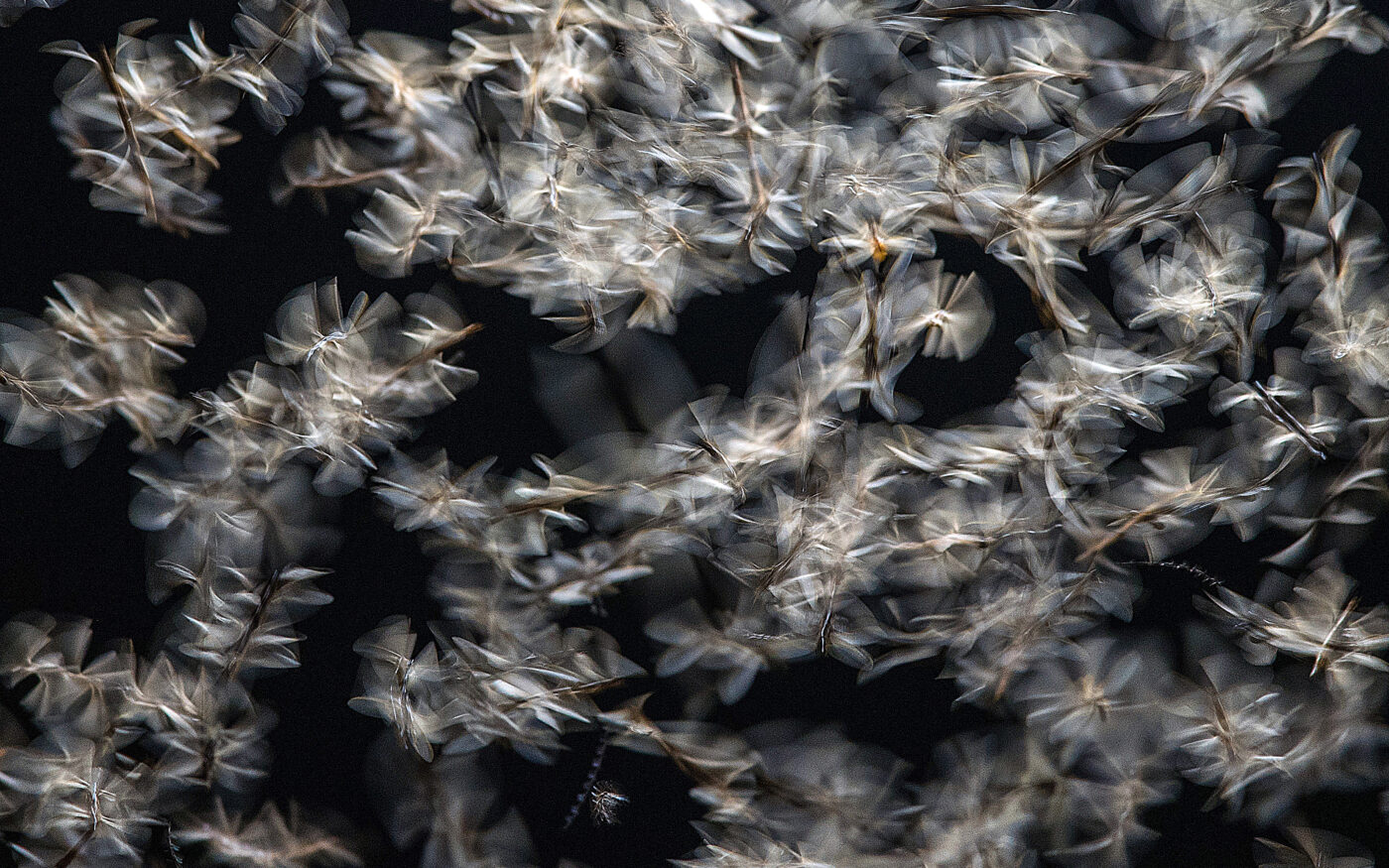 These flying termites, called alates, leave the safety of the colony in large numbers to breed and establish new colonies. This behavior is called swarming. Swarming termites may be most active during morning, evening or mid-day. Only a few species tend to swarm at night.