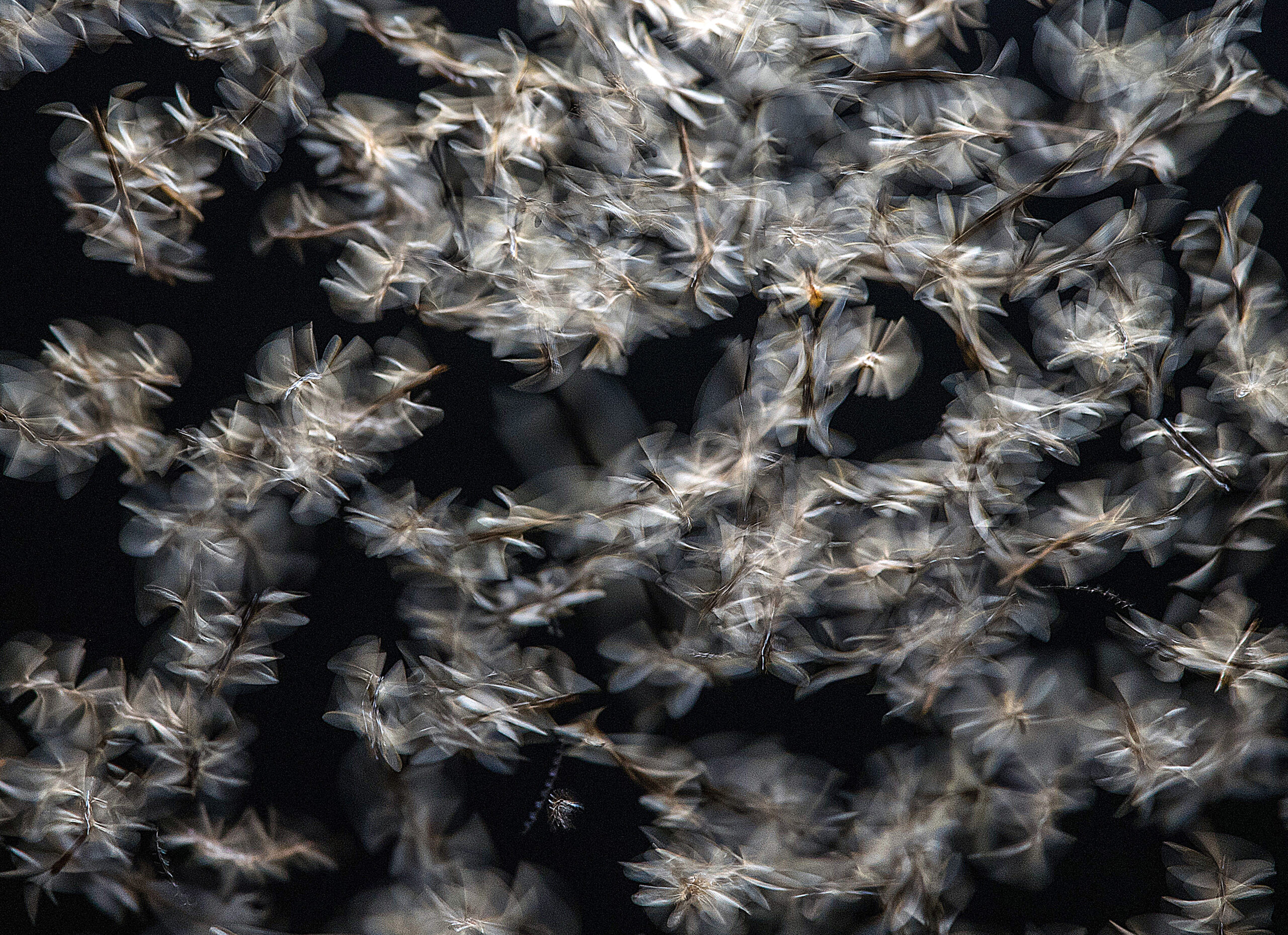 These flying termites, called alates, leave the safety of the colony in large numbers to breed and establish new colonies. This behavior is called swarming. Swarming termites may be most active during morning, evening or mid-day. Only a few species tend to swarm at night.