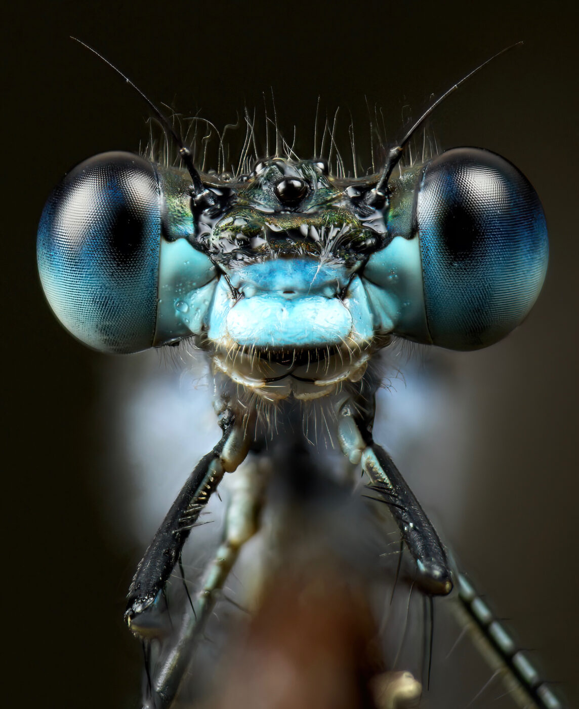 I went out at 4 AM to photograph emerald damselflies early in the morning by a mire on the Swedish island of Fårö. Although quite the task, I eventually managed to get a stacked portrait of this gorgeous male, with his stunning blue colouration.
