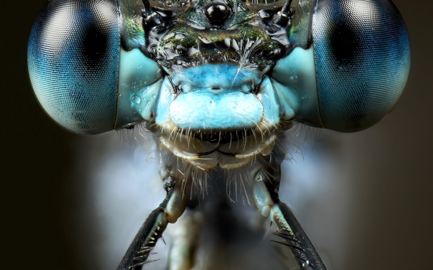 I went out at 4 AM to photograph emerald damselflies early in the morning by a mire on the Swedish island of Fårö. Although quite the task, I eventually managed to get a stacked portrait of this gorgeous male, with his stunning blue colouration.