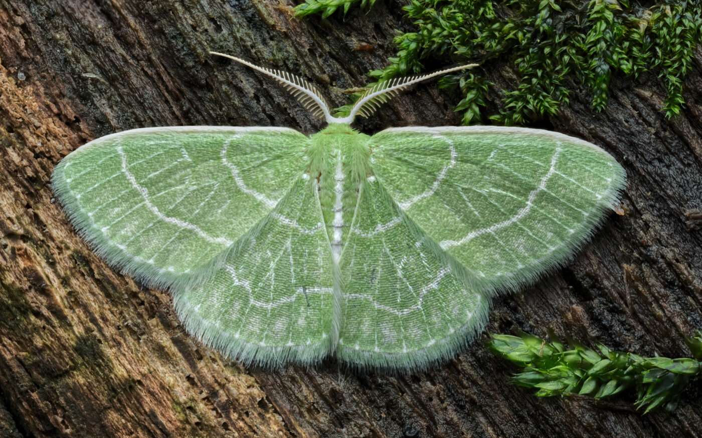 This photo features a beautiful Wavy-lined Emerald Moth sitting on a mossy log. Taking a break from it's adventures through the trees, this moth is displaying all of it's beauty for use to appreciate.