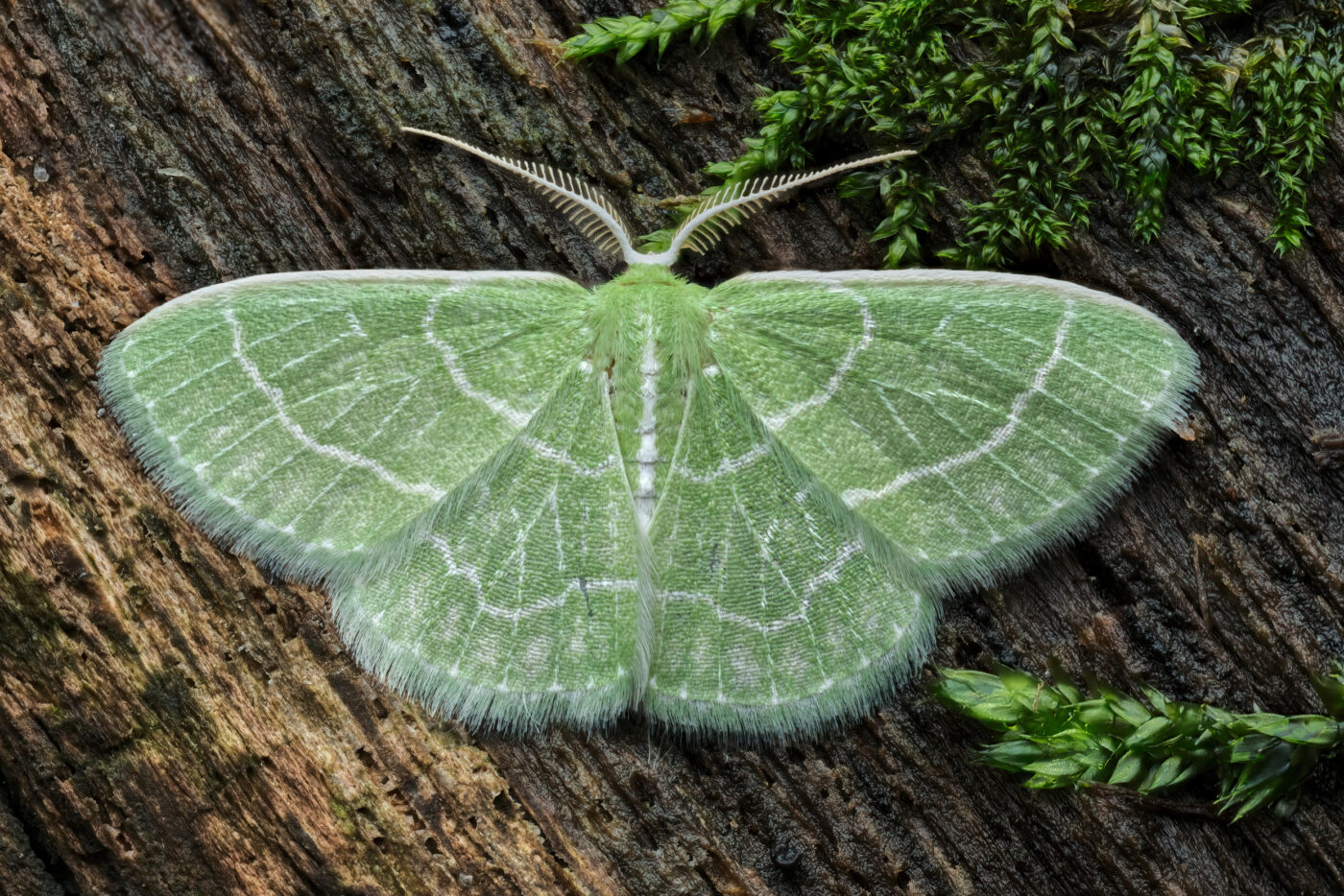 This photo features a beautiful Wavy-lined Emerald Moth sitting on a mossy log. Taking a break from it's adventures through the trees, this moth is displaying all of it's beauty for use to appreciate.