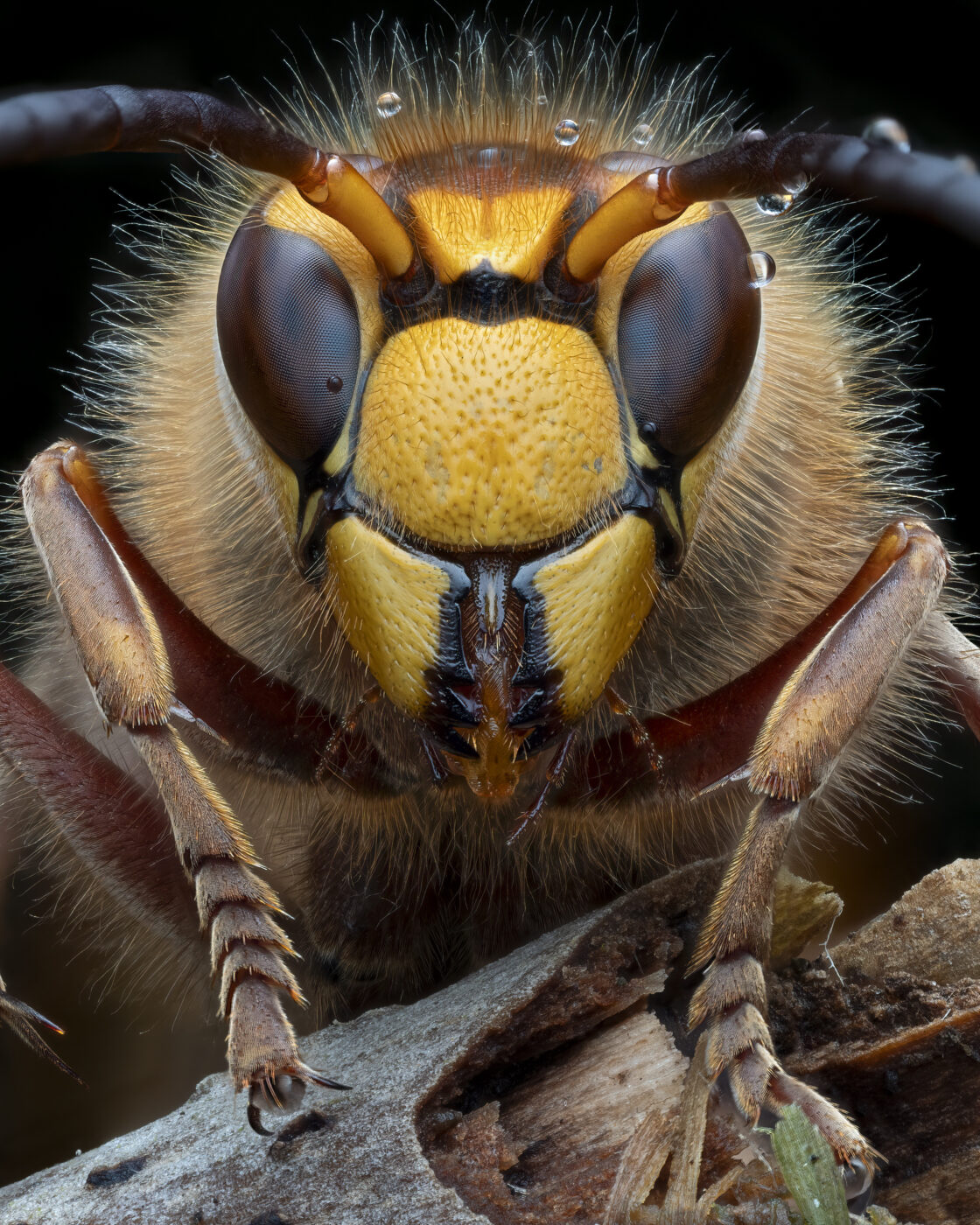 A European hornet I found resting from the Rain in late October, they are more docile due to low temperatures which means you are able to get shots of them, I picked this one up onto a stick and took the shots that I need before leaving it back by the Hornets nest.