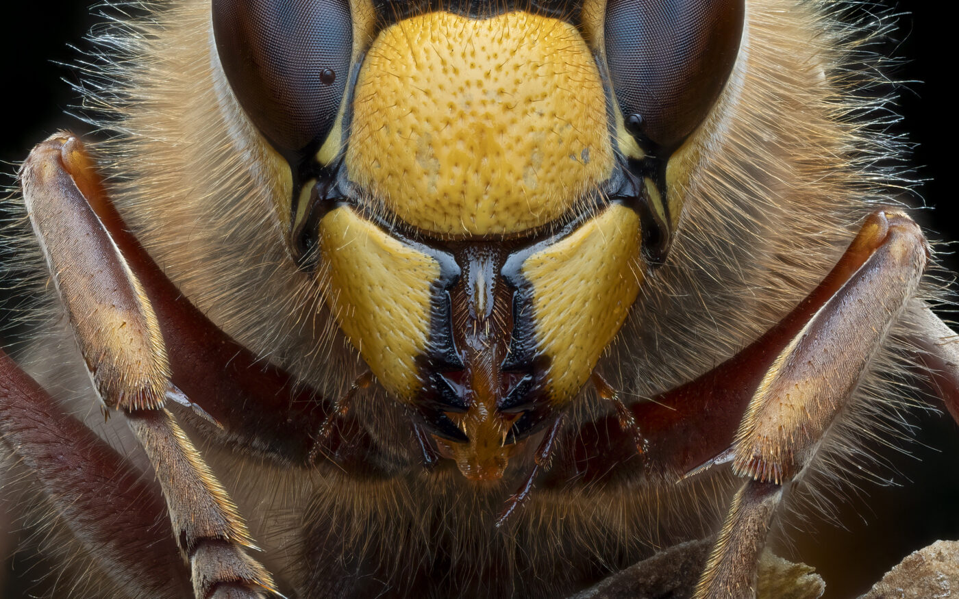 A European hornet I found resting from the Rain in late October, they are more docile due to low temperatures which means you are able to get shots of them, I picked this one up onto a stick and took the shots that I need before leaving it back by the Hornets nest.