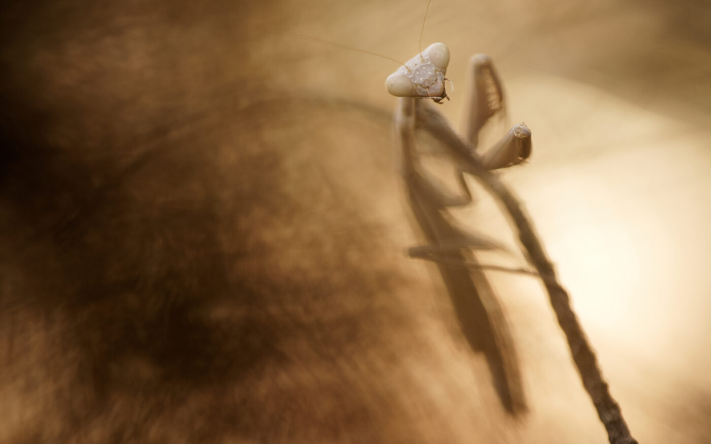 An Iris oratoria on a branch shot with a shallow depth of field.