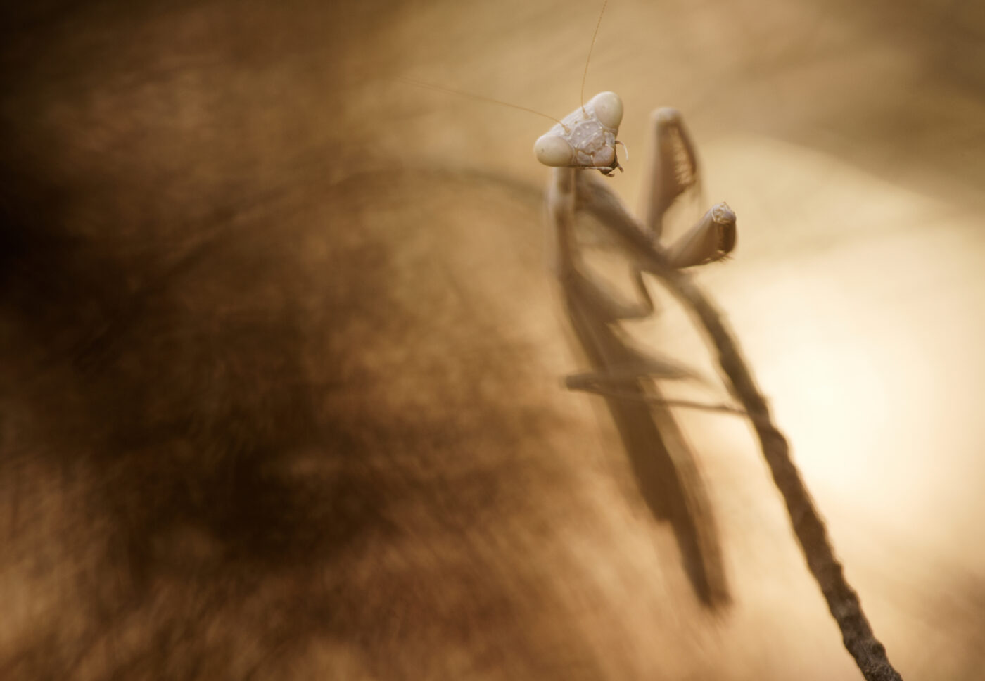 An Iris oratoria on a branch shot with a shallow depth of field.