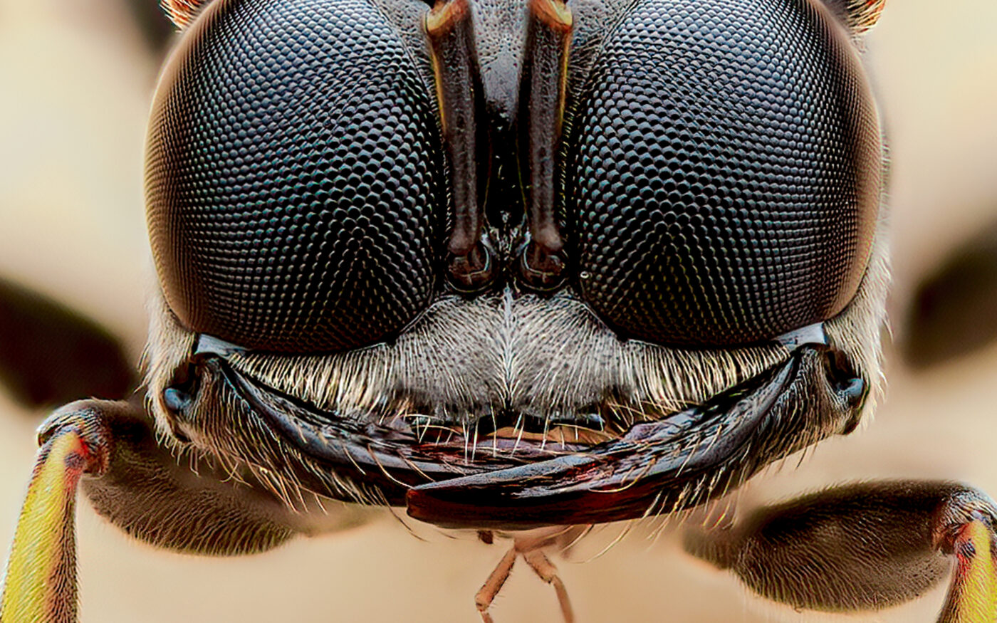 A close-up portrait of a digger wasp species that I found excavating chambers in a raised bed planter at my work.