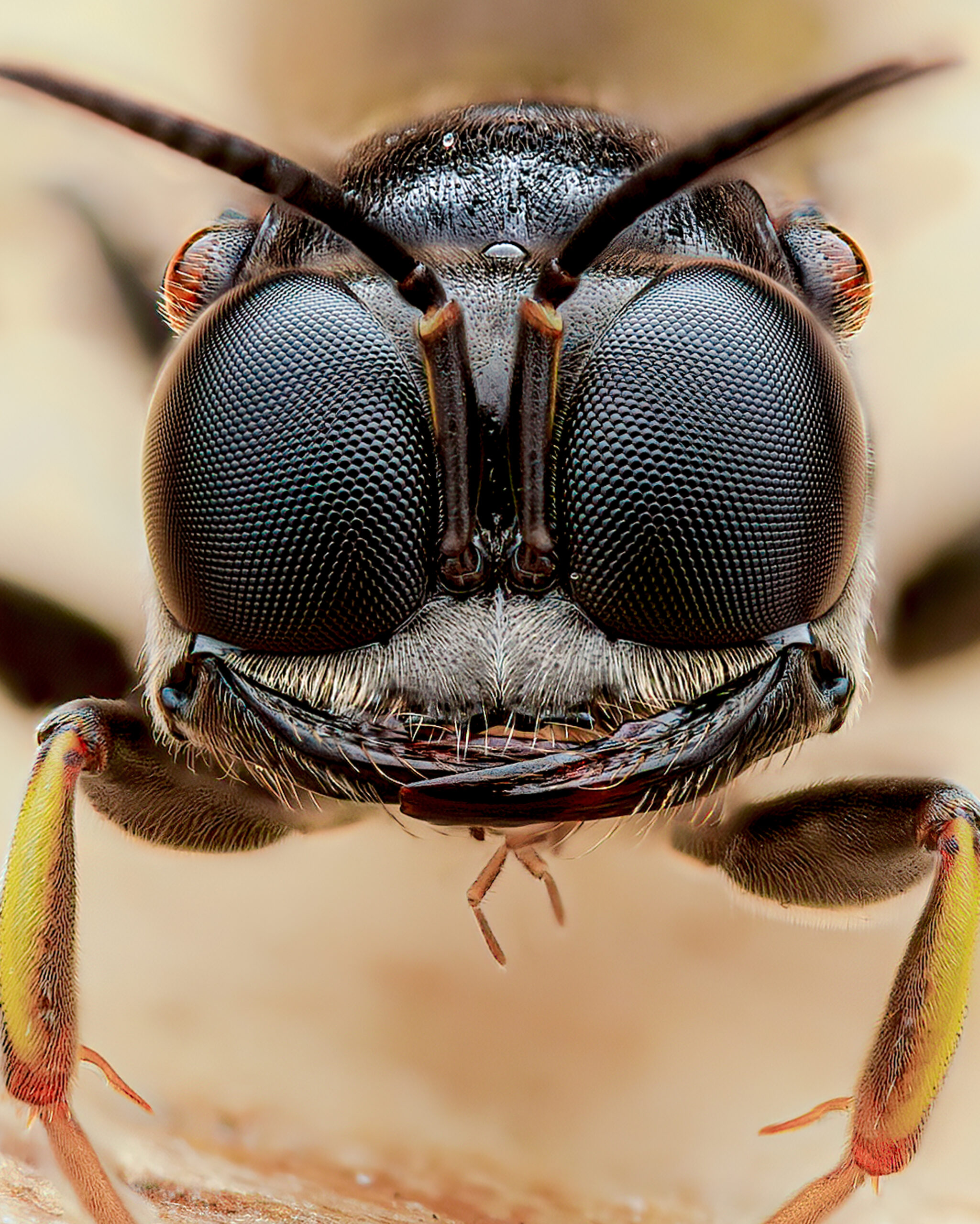 A close-up portrait of a digger wasp species that I found excavating chambers in a raised bed planter at my work.