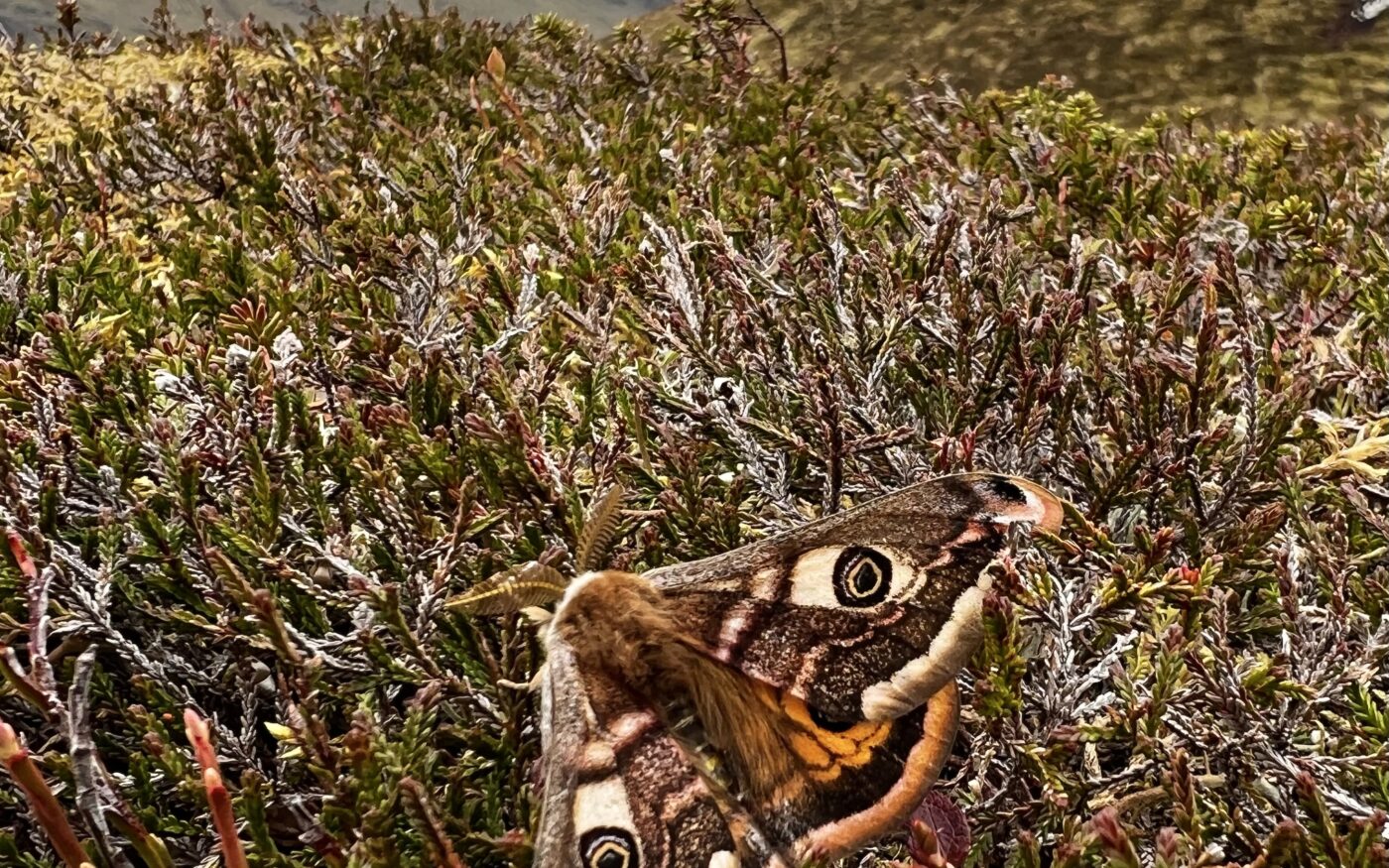 A male Emperor moth (Saturnia pavonia) at rest on heather on the slopes of Meall Buidhe with the peak of Stuchd an Lochain in the background. These are two Scottish mountains (Munros). Photo taken in May 2023. Glen Lyon.