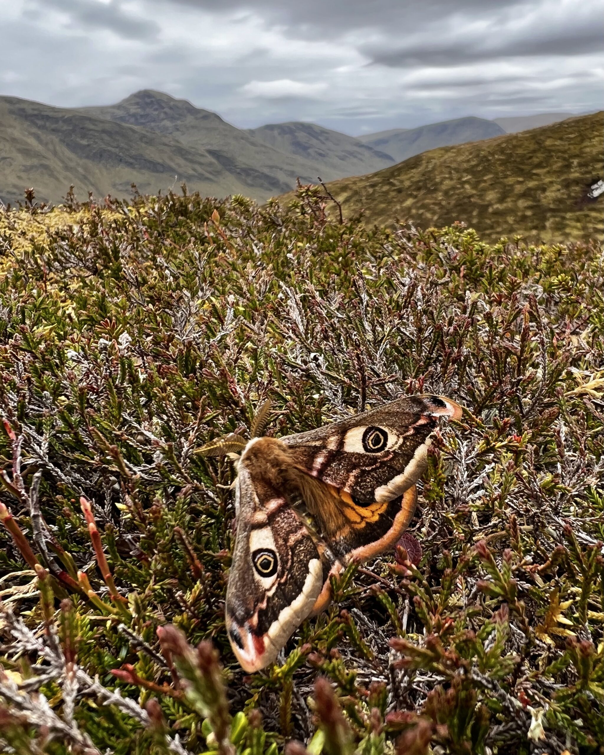 A male Emperor moth (Saturnia pavonia) at rest on heather on the slopes of Meall Buidhe with the peak of Stuchd an Lochain in the background. These are two Scottish mountains (Munros). Photo taken in May 2023. Glen Lyon.