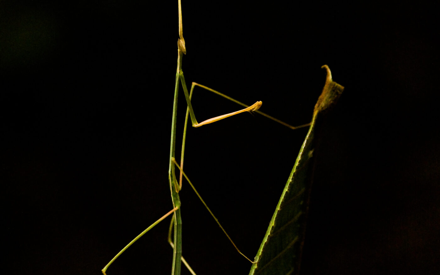 A stick mantis is on leaf. The shades of the matis and the leaf are almost the same and without the movement of the insect it would be impossible to locate it. The body of the mantis was aligned with the veins of the leaf which made it harder to identify.