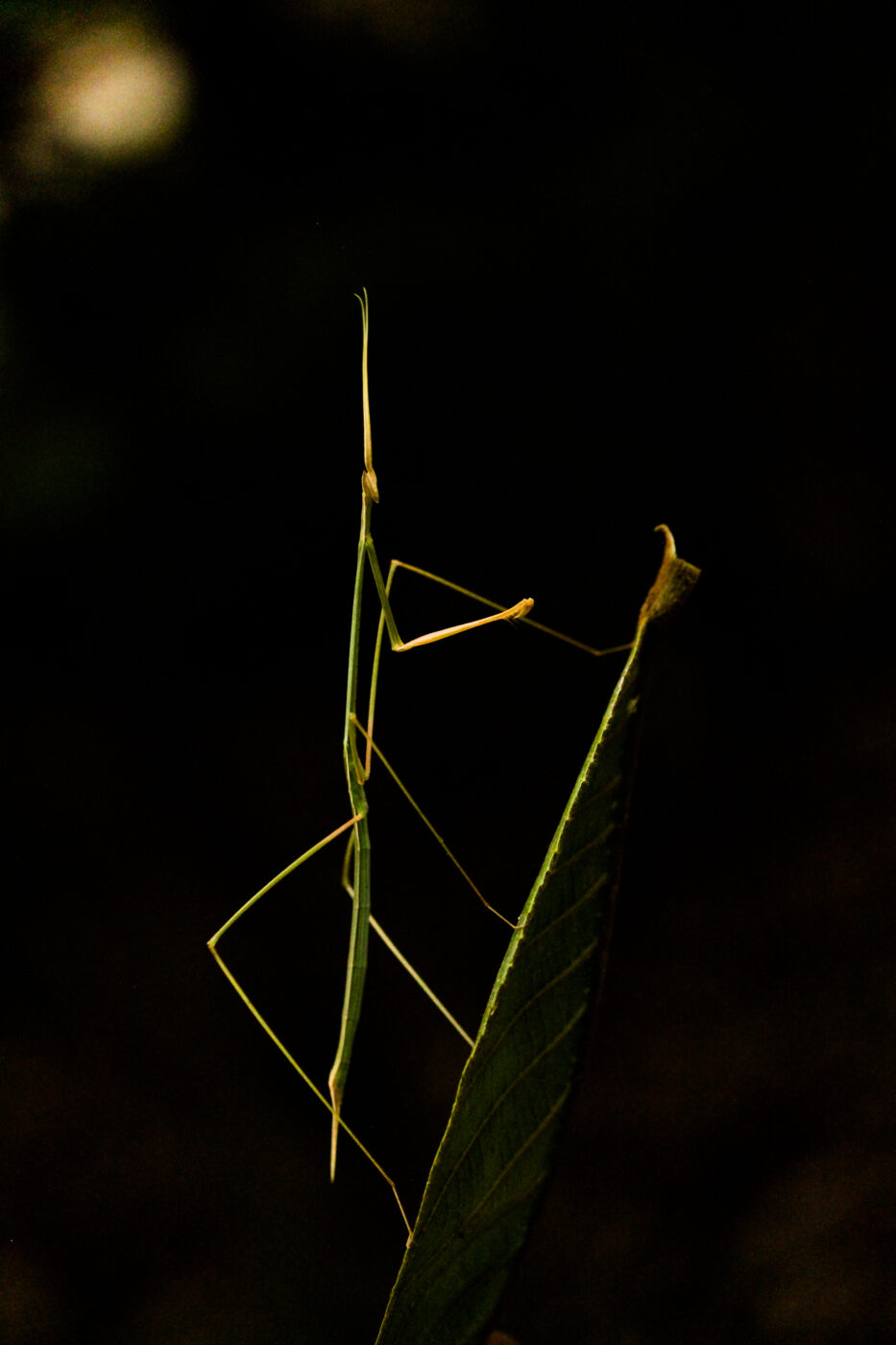 A stick mantis is on leaf. The shades of the matis and the leaf are almost the same and without the movement of the insect it would be impossible to locate it. The body of the mantis was aligned with the veins of the leaf which made it harder to identify.