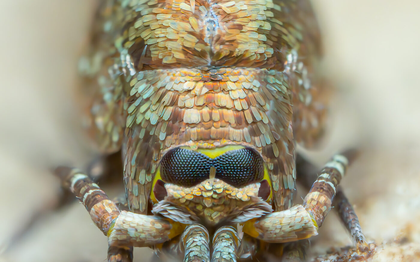 Jumping Bristletails are some of the most evolutionarily primitive insects alive today, pre-dating the dinosaurs by 200 million years. Often found under stones, these unique non-flying insects can jump several cm's in the air and have a covering of scales that provide protection.