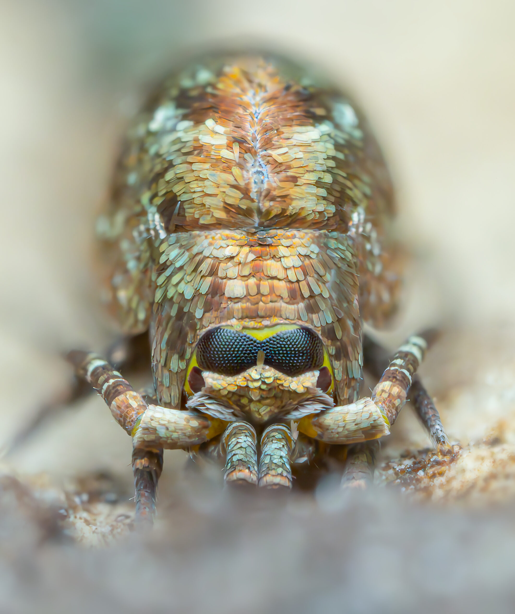 Jumping Bristletails are some of the most evolutionarily primitive insects alive today, pre-dating the dinosaurs by 200 million years. Often found under stones, these unique non-flying insects can jump several cm's in the air and have a covering of scales that provide protection.