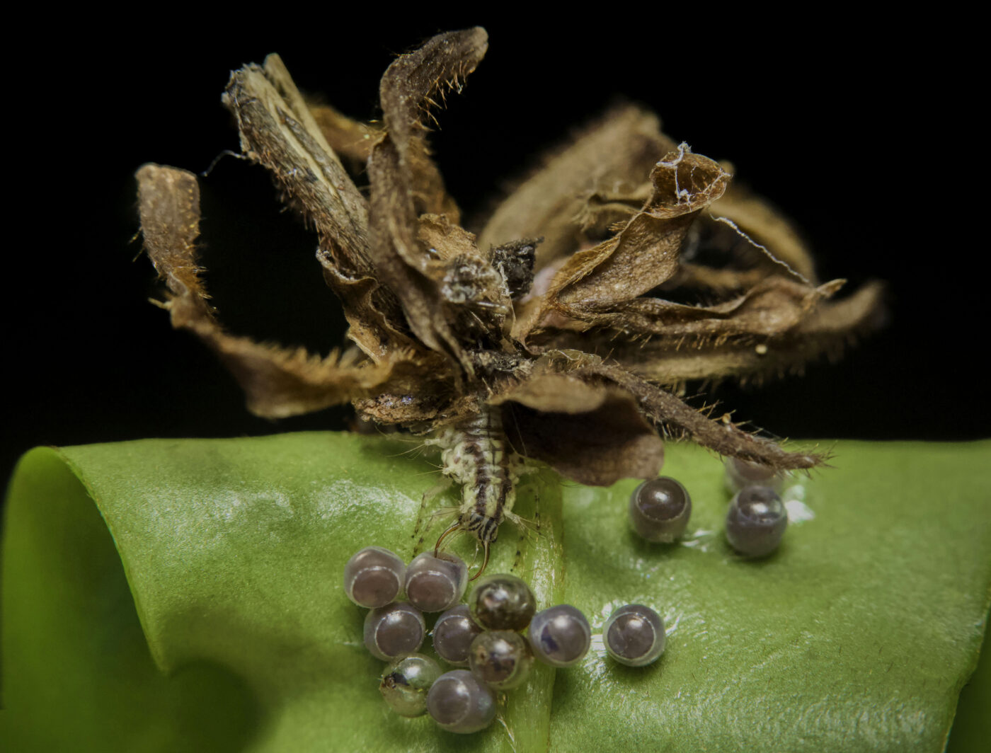 The junk bug, a voracious predator in the insect world, earns its name by wearing plant matter and the exoskeletons of past victims on its back as part of an intricate camouflage to deceive predators.