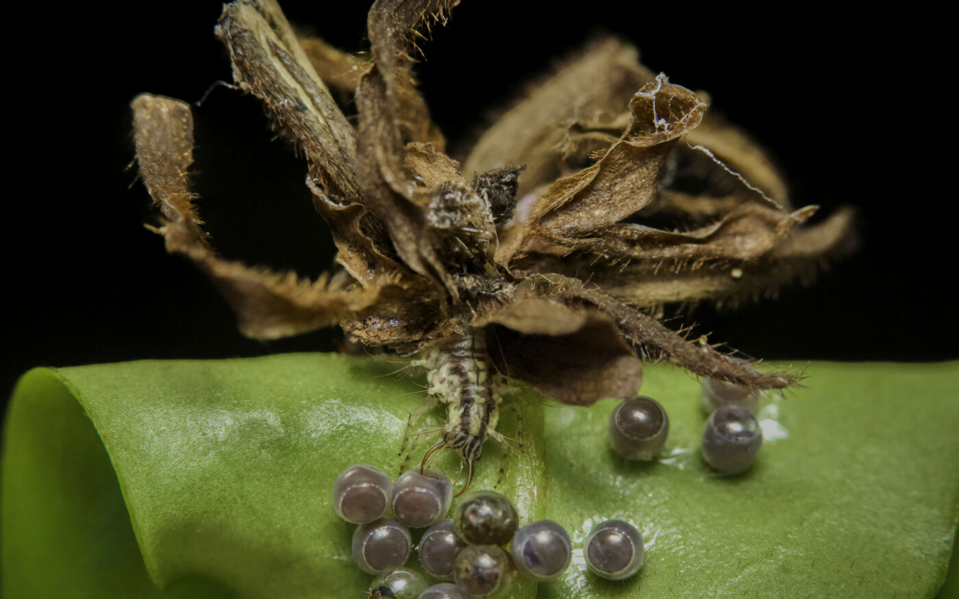 The junk bug, a voracious predator in the insect world, earns its name by wearing plant matter and the exoskeletons of past victims on its back as part of an intricate camouflage to deceive predators.