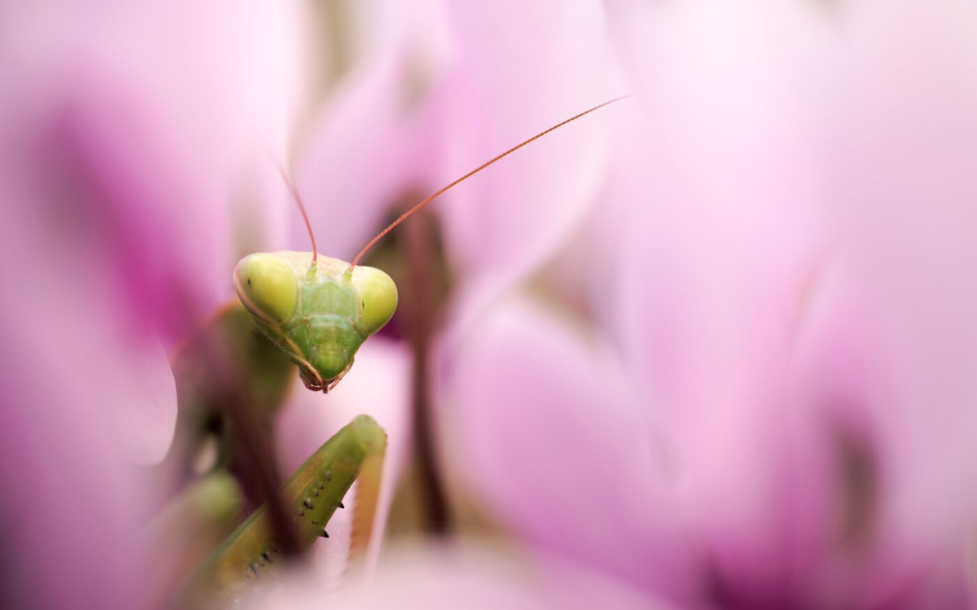 A Mantis religiosa among some Cyclamen graecum ssp. graecum.