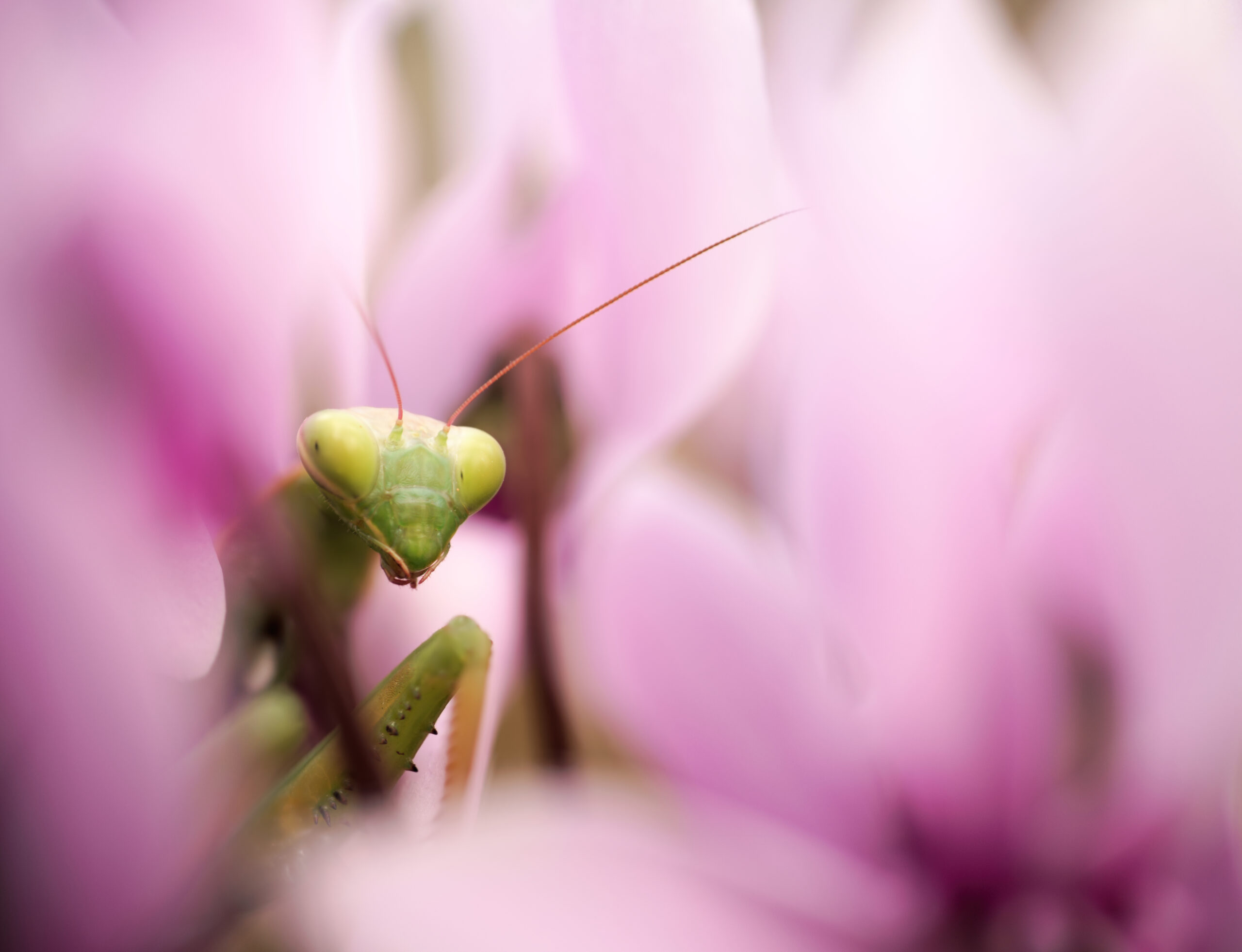 A Mantis religiosa among some Cyclamen graecum ssp. graecum.