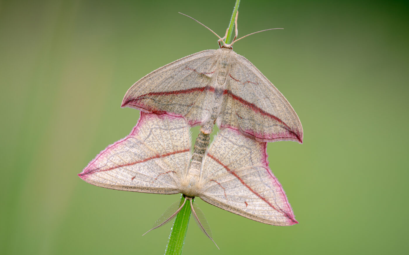 Blood-vein moths are a member of the moth family geometridae, they get the name from the distinctive reddish line that runs from wingtip to wingtip.  Usually on the wing in the UK from May to July, the caterpillars feed on Dock and Common Sorrell.