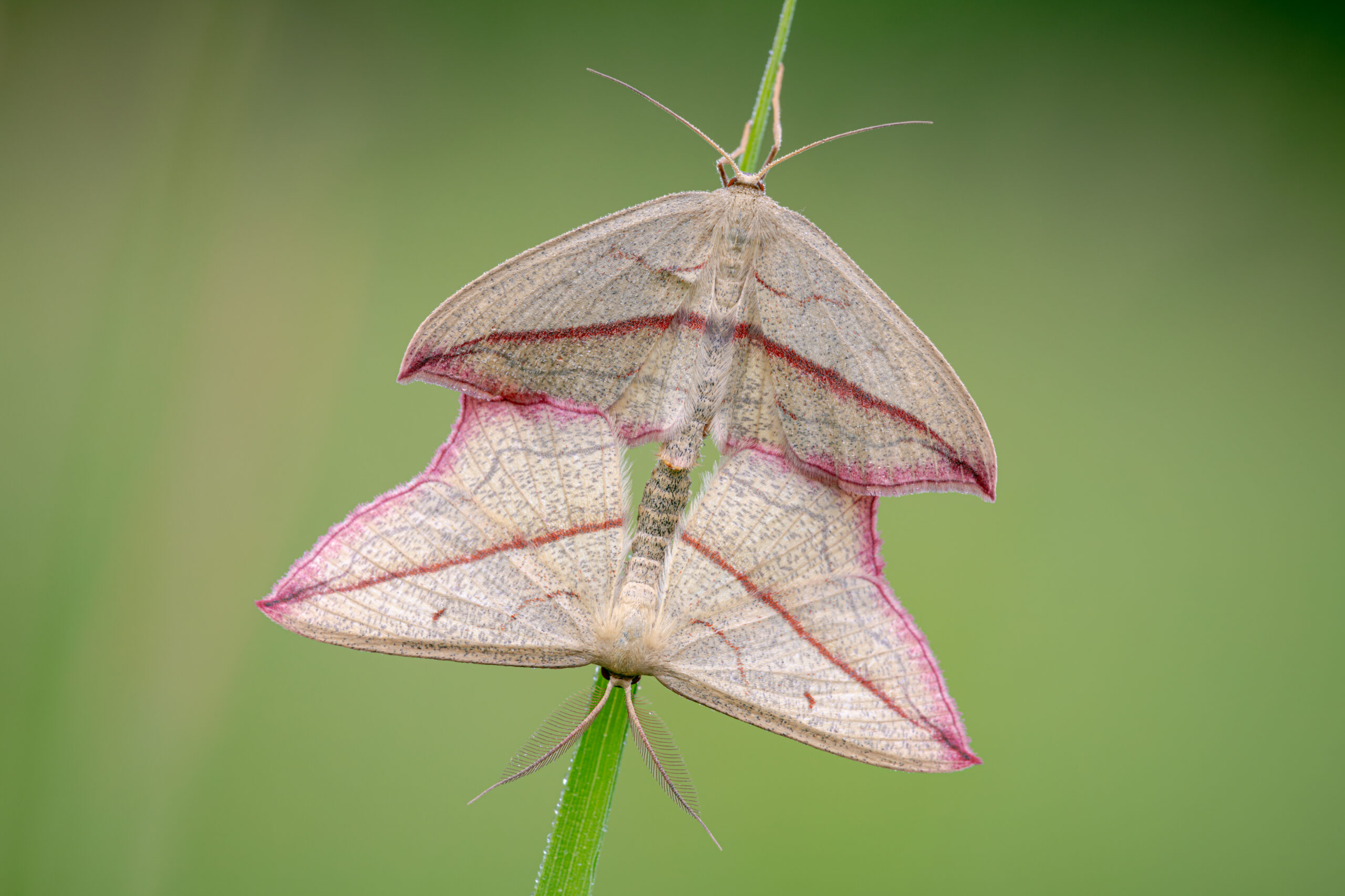 Blood-vein moths are a member of the moth family geometridae, they get the name from the distinctive reddish line that runs from wingtip to wingtip.  Usually on the wing in the UK from May to July, the caterpillars feed on Dock and Common Sorrell.