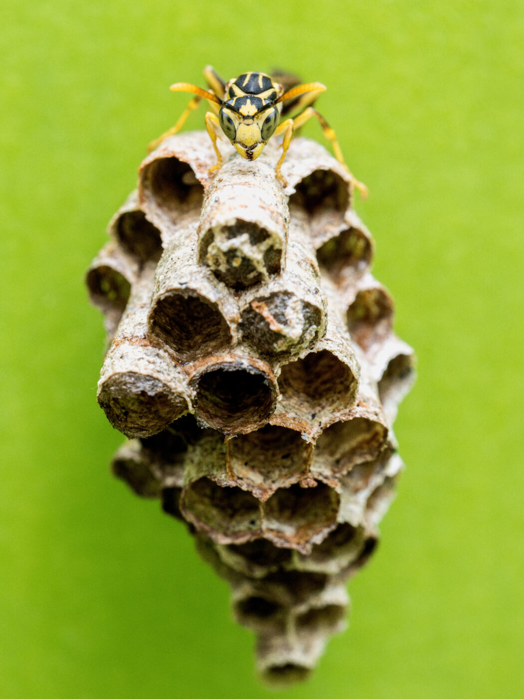 A lone wasp stands guard on a nest in Tatama National Park, Colombia