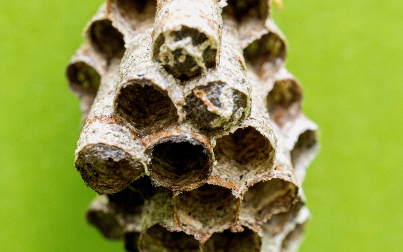 A lone wasp stands guard on a nest in Tatama National Park, Colombia