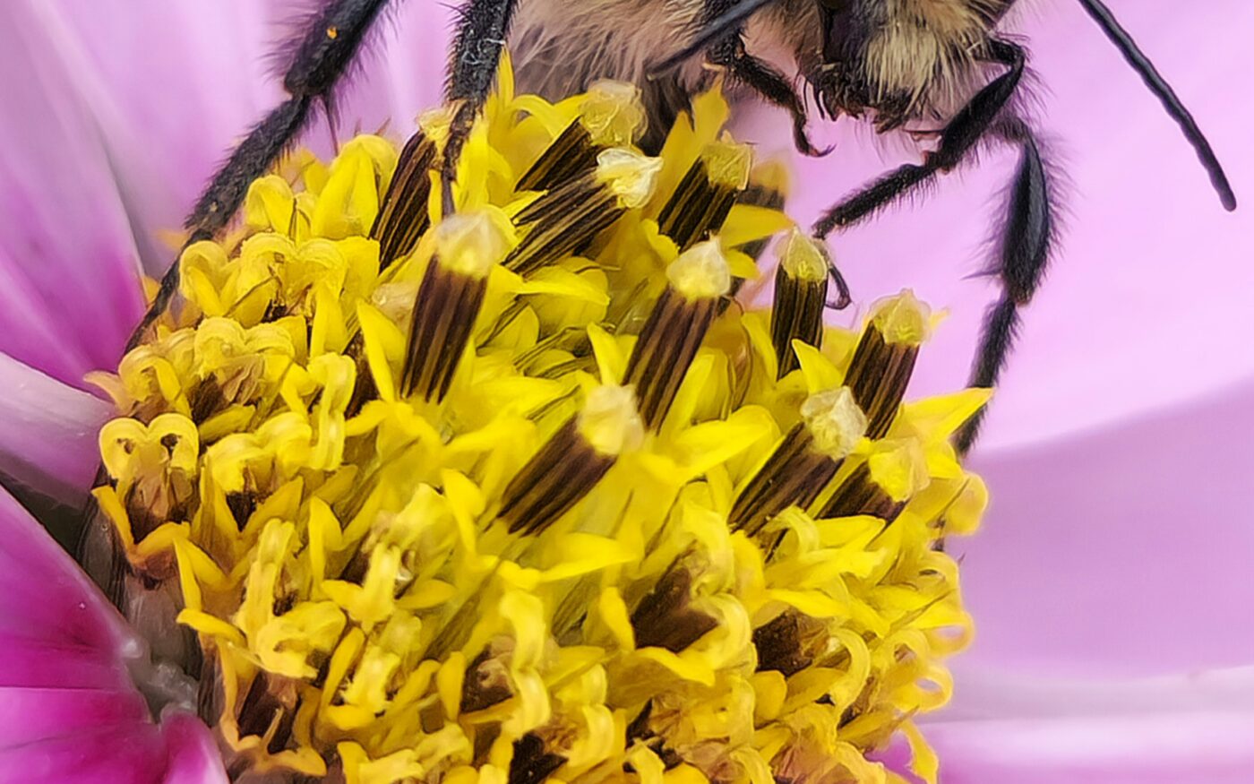 A bee doing bee things