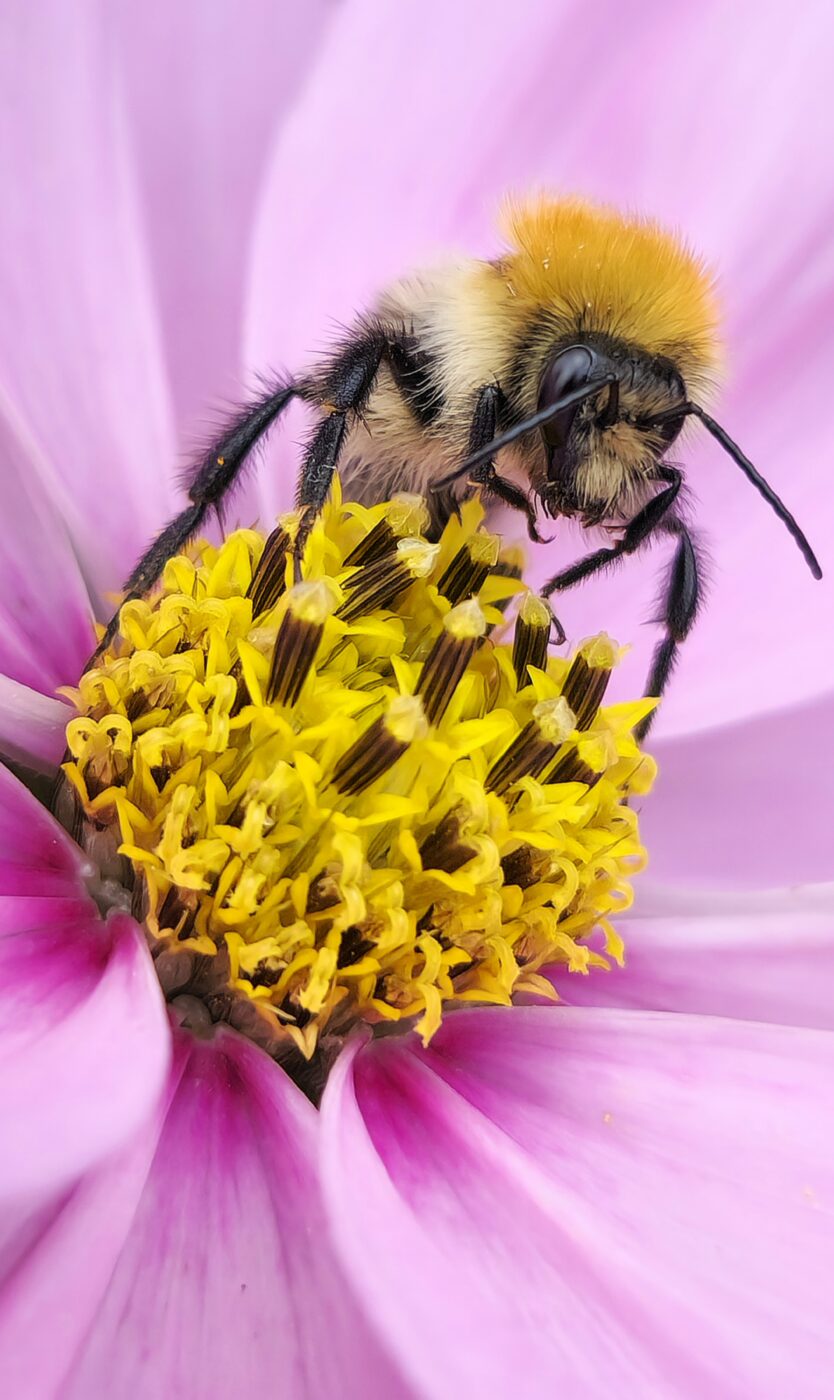 A bee doing bee things