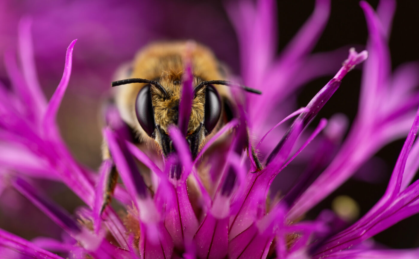 The nature reserve of ”Södra Hällarna”, located on the western coast of Gotland, Sweden is home to a very delicate fauna of bees, such as this Megachile lagopoda, a powerfully built insect that I found sleeping in some greater knapweed, (Centaurea scabiosa).