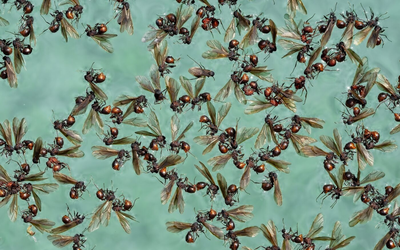 Swarm of flying ants desperate in a pool.