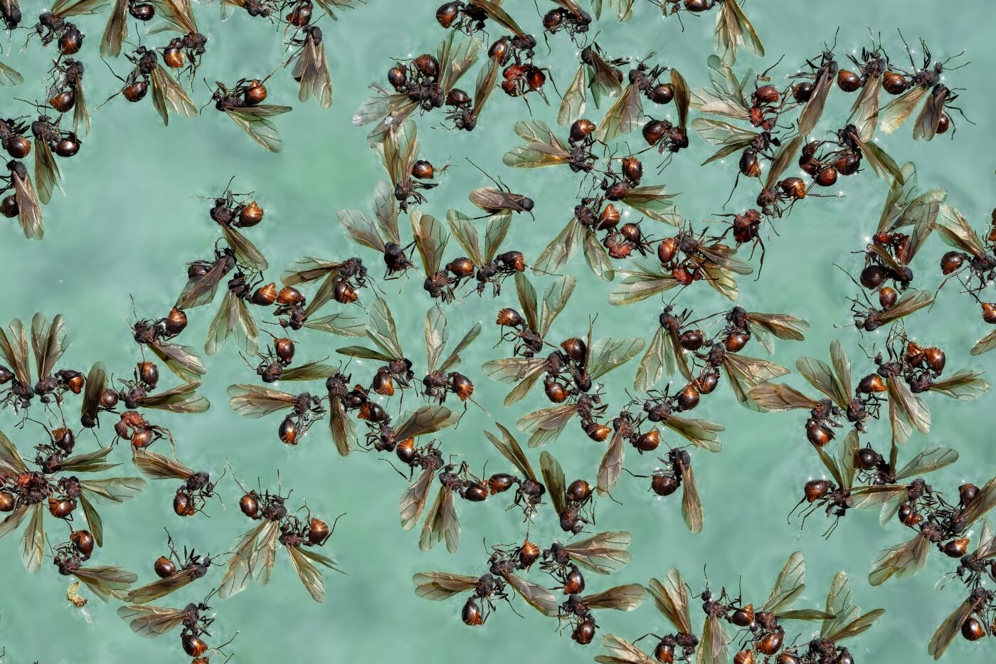 Swarm of flying ants desperate in a pool.