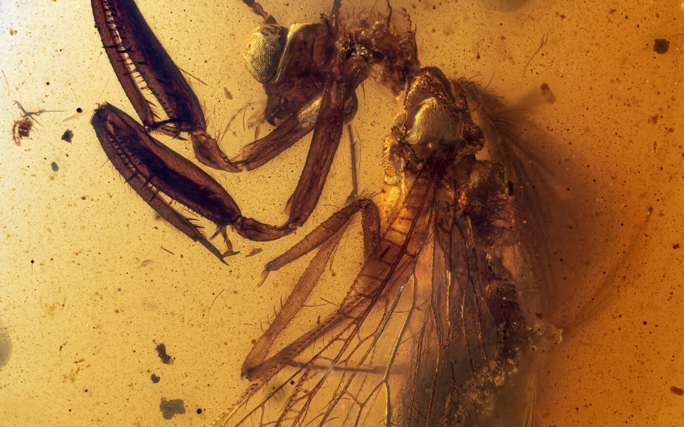 This incredible specimen belongs to the Neuropterans insect family. It is characterized by two spiny raptorial forelimbs (similar to the Mantis) and big eyes. This insect is embedded in a ~99 million-year-old amber from the Hukawng Valley, Kackin State, Myanmar.