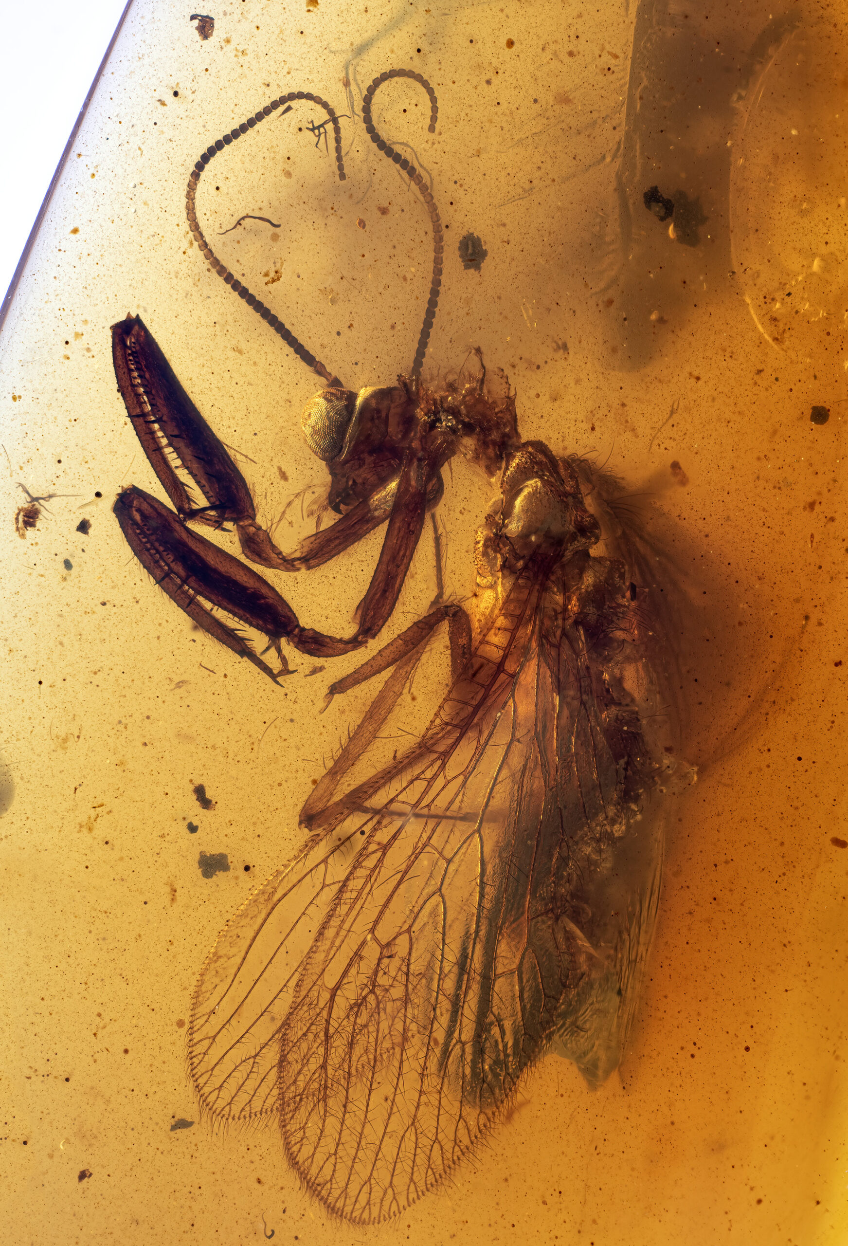 This incredible specimen belongs to the Neuropterans insect family. It is characterized by two spiny raptorial forelimbs (similar to the Mantis) and big eyes. This insect is embedded in a ~99 million-year-old amber from the Hukawng Valley, Kackin State, Myanmar.