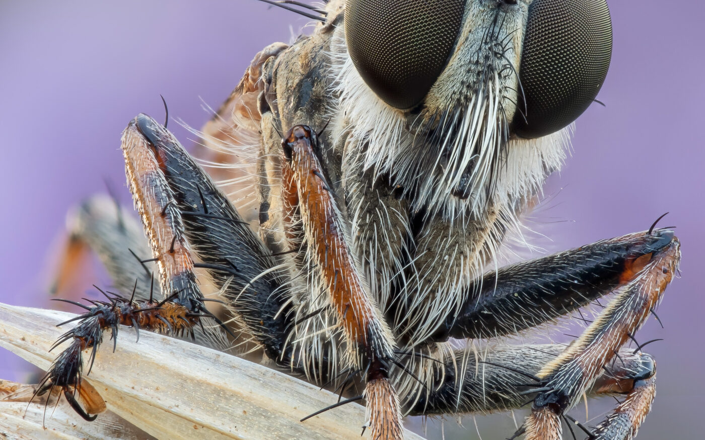 A robber fly found settled on long grass, Droxford, Hampshire. Focus stack taken in natural light.