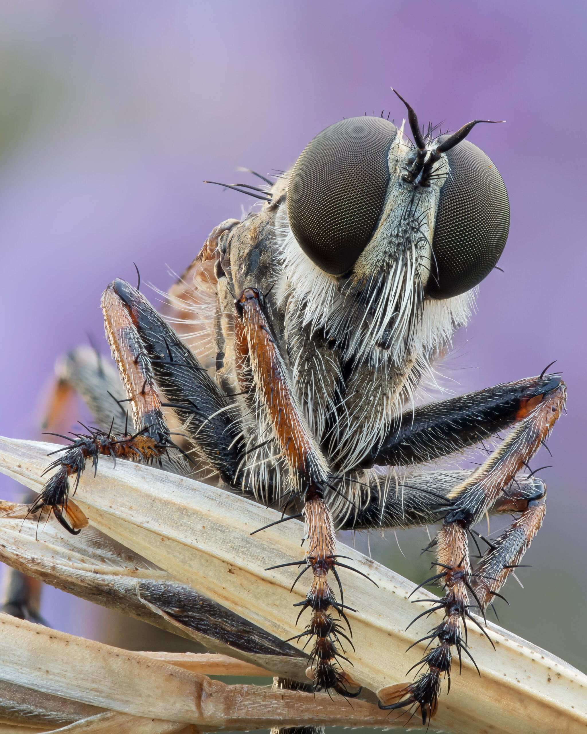 A robber fly found settled on long grass, Droxford, Hampshire. Focus stack taken in natural light.