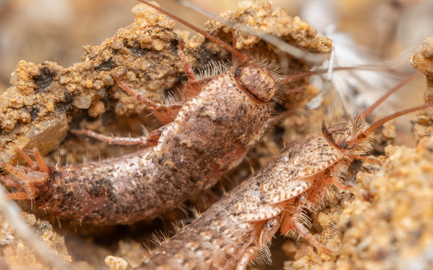 These silverfish appeared to be clinging together inside a small, clayey nest structure, and refused to abandon each other when a camera lens pointed in their direction. Some of their brilliant silver scales have rubbed off, which may indicate moulting is about to take place.