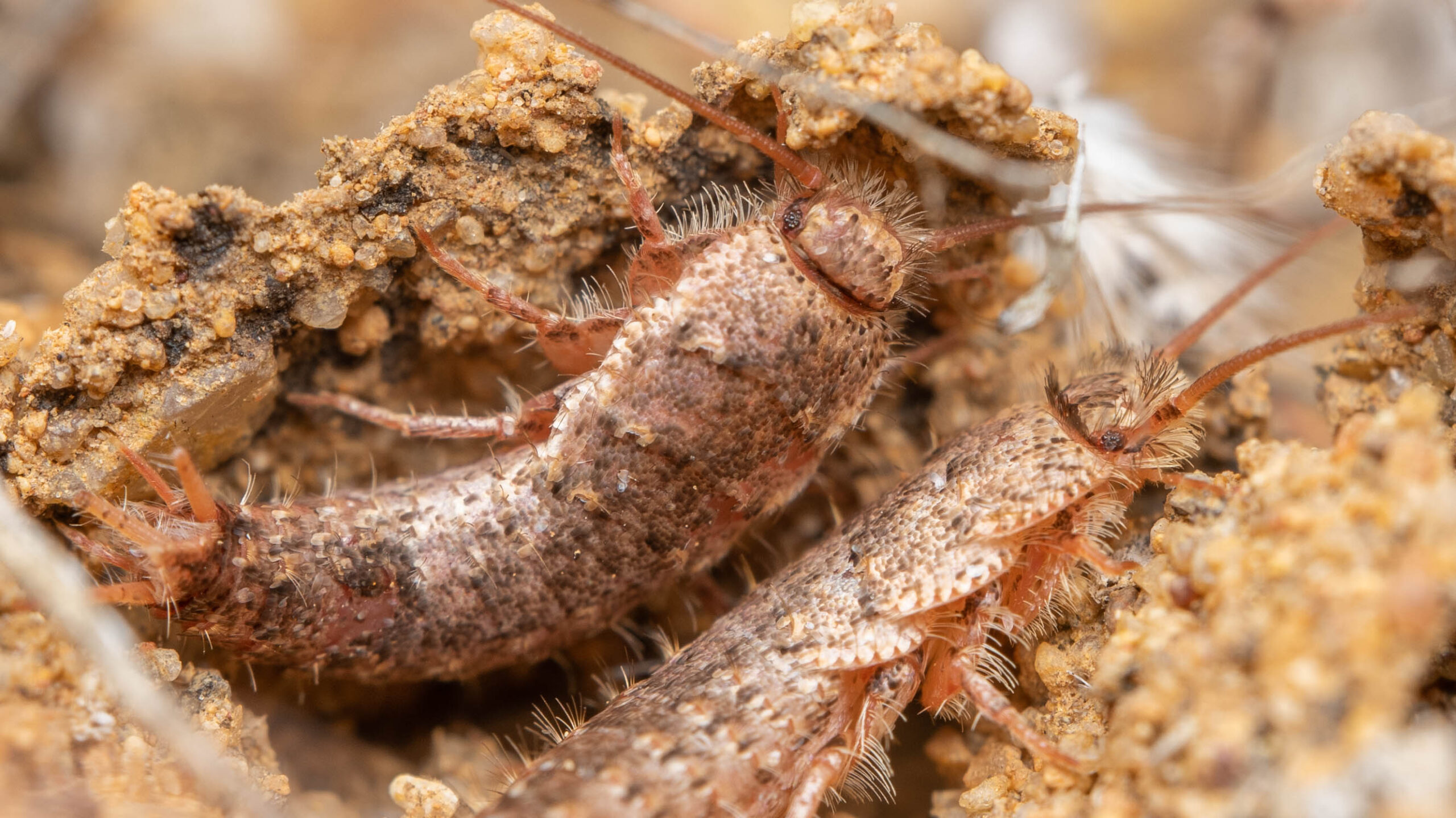 These silverfish appeared to be clinging together inside a small, clayey nest structure, and refused to abandon each other when a camera lens pointed in their direction. Some of their brilliant silver scales have rubbed off, which may indicate moulting is about to take place.