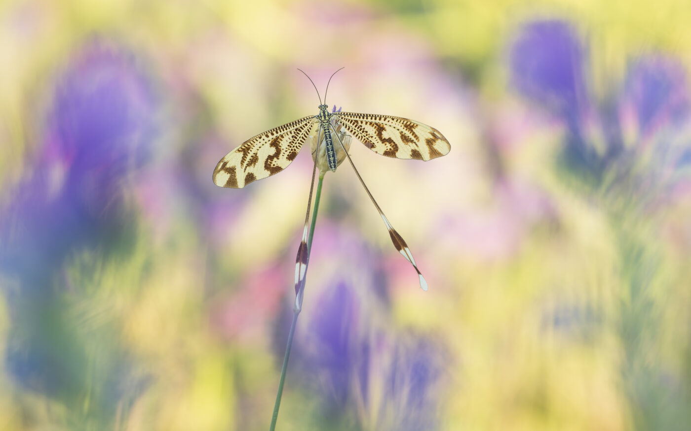 Image was taken in June, Spoonwing is taking sun before it flies of. In the backdrop there is a kaleidoscope of colours created by meadow flowers.