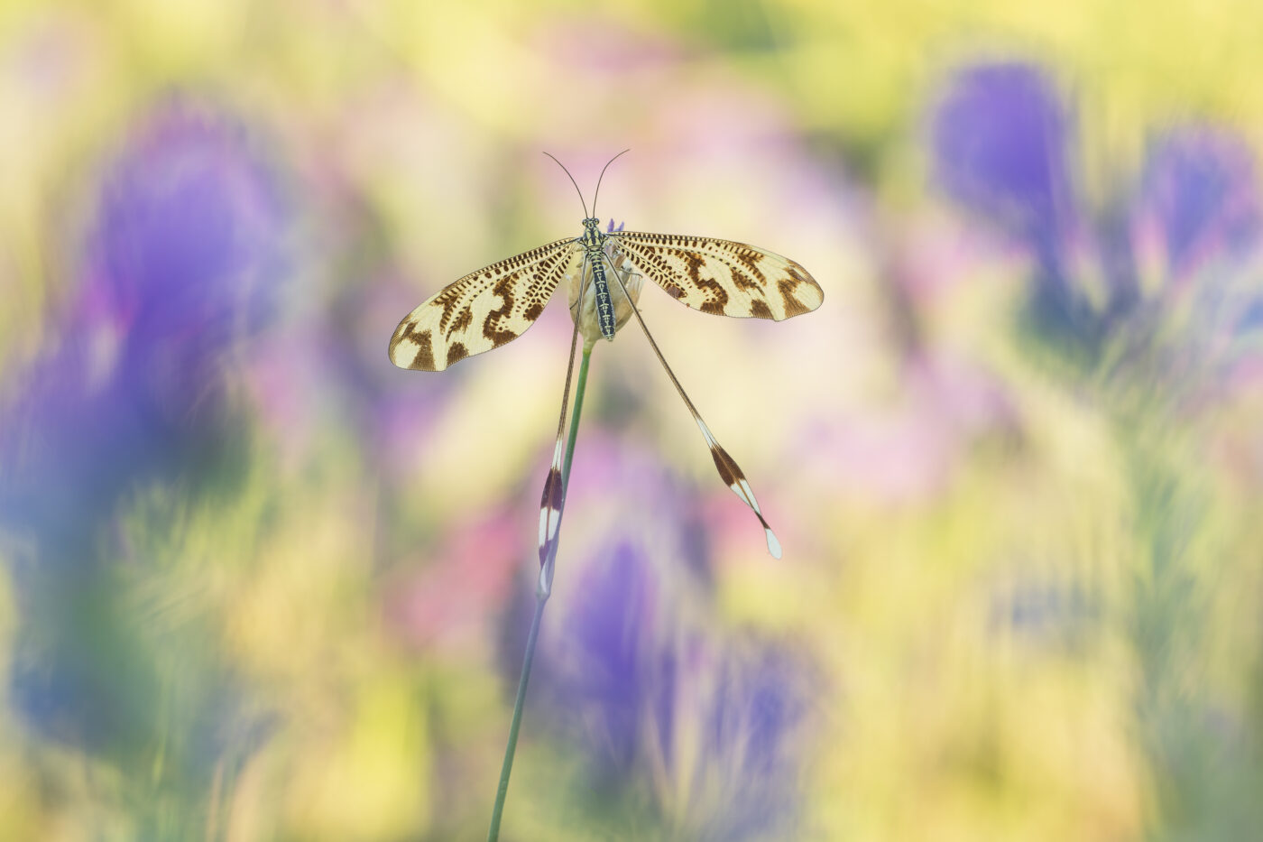 Image was taken in June, Spoonwing is taking sun before it flies of. In the backdrop there is a kaleidoscope of colours created by meadow flowers.