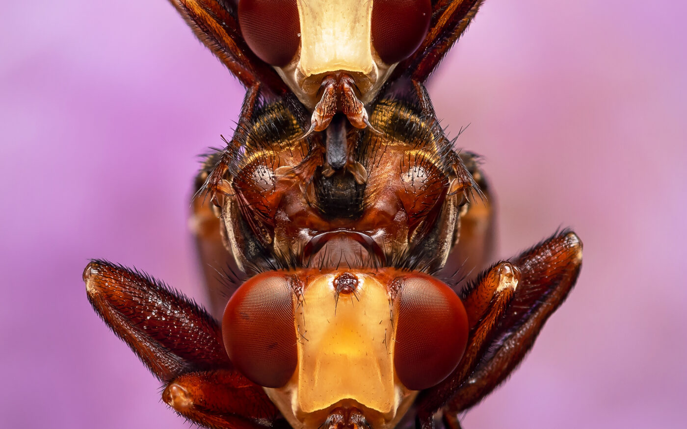 Male and female Ferruginous Bee-grabbers (Sicus ferrugineus) embraced in a post-mating cuddle. The smaller male is actually mate guarding, making sure no other potential suiters ruins their evening. Handheld focus stack.