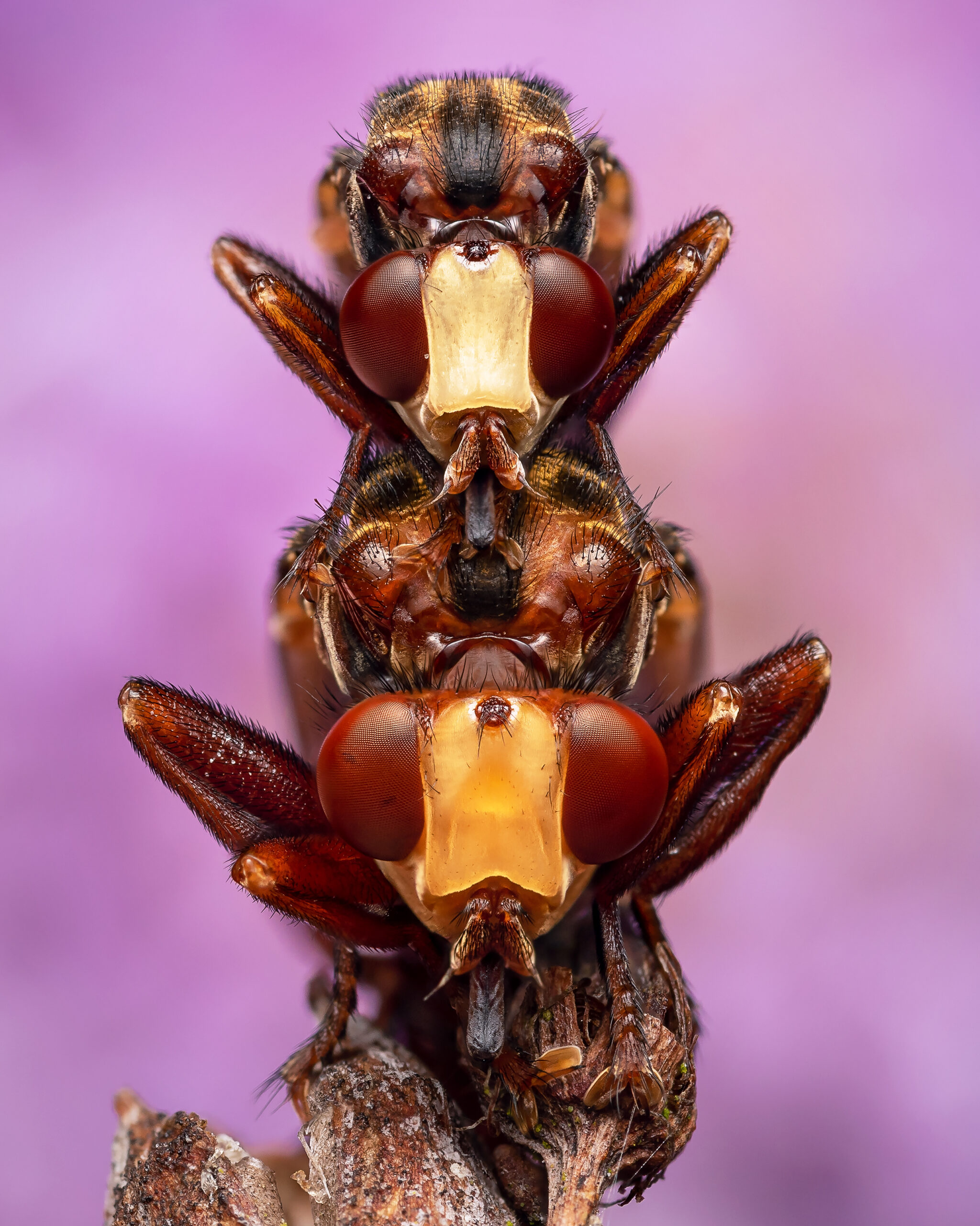 Male and female Ferruginous Bee-grabbers (Sicus ferrugineus) embraced in a post-mating cuddle. The smaller male is actually mate guarding, making sure no other potential suiters ruins their evening. Handheld focus stack.