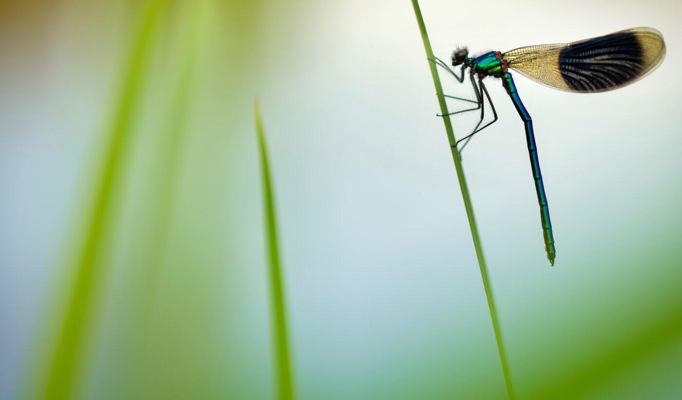 I was able to find many of these gorgeous banded demoiselle by a river near my home in Gävle, Sweden. With the help of the nearby blades of grass I could create foreground and background elements in order to create depth in the image.