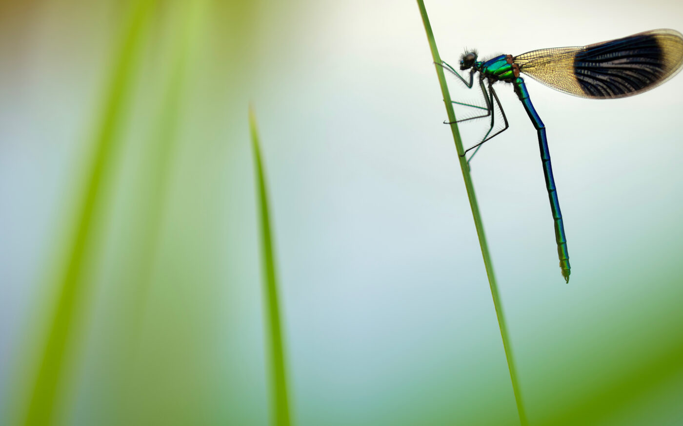 I was able to find many of these gorgeous banded demoiselle by a river near my home in Gävle, Sweden. With the help of the nearby blades of grass I could create foreground and background elements in order to create depth in the image.