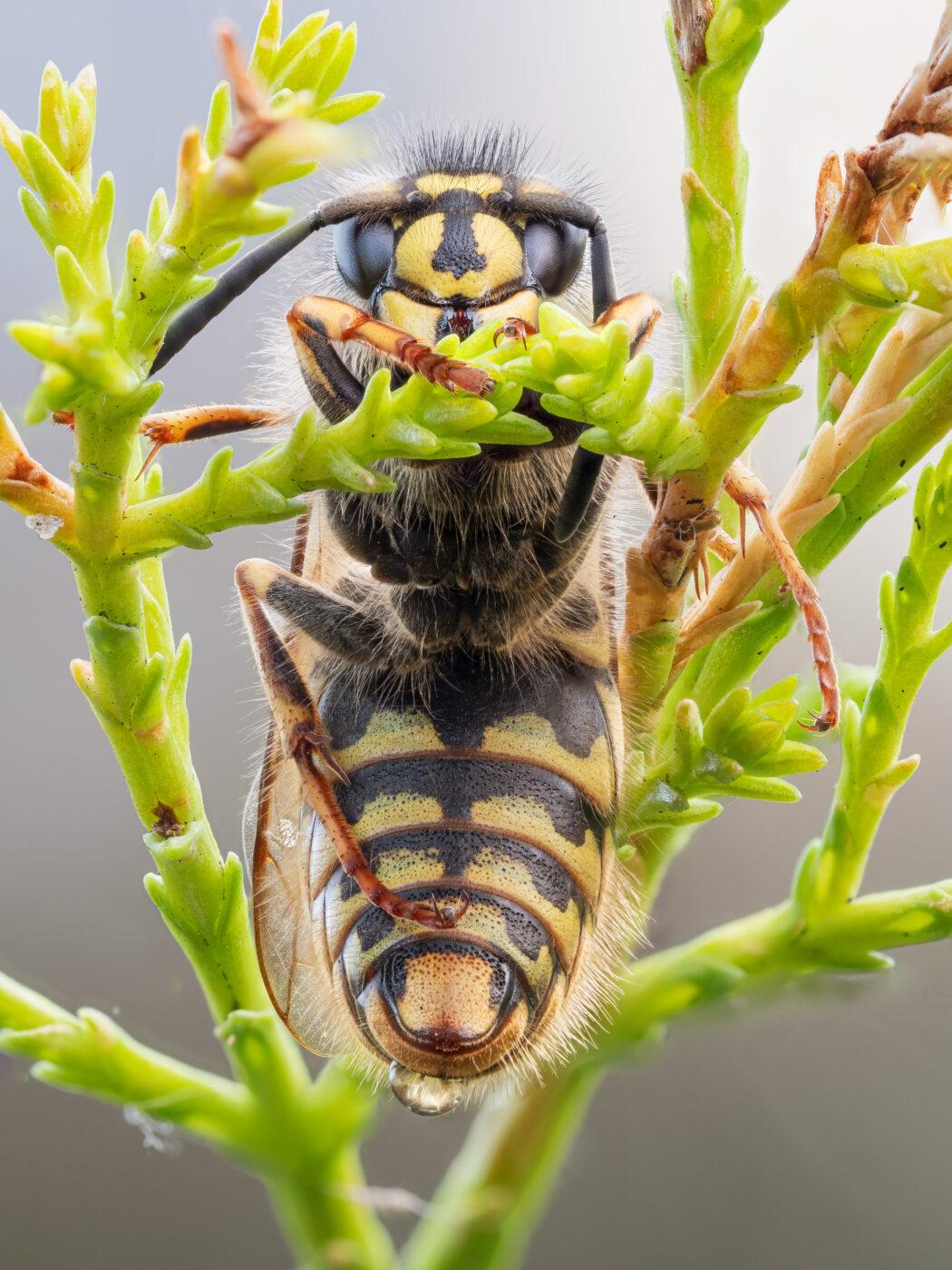 A wasp found settled in a conifer tree. Focus stack taken in natural light.