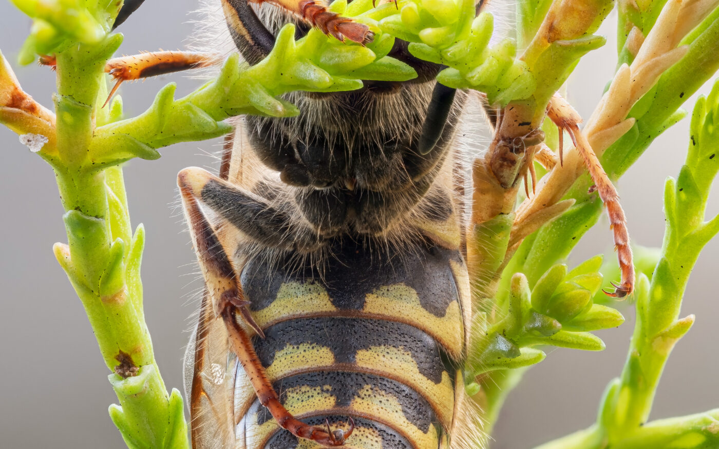 A wasp found settled in a conifer tree. Focus stack taken in natural light.