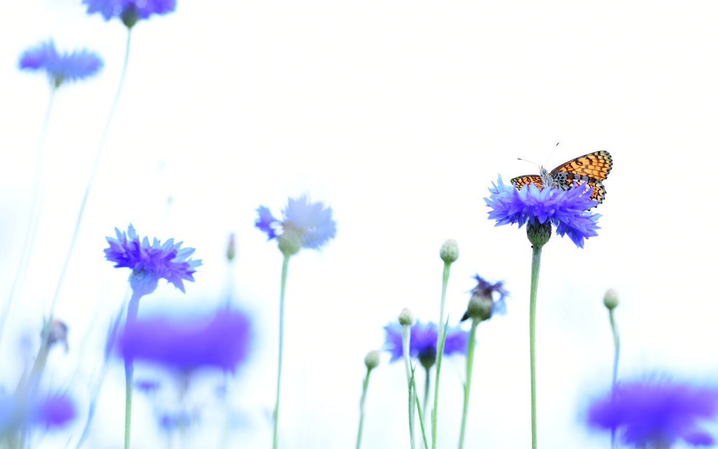 I really liked the bright colours of this fritillary basking in the cornflowers in the garden on an overcast day.