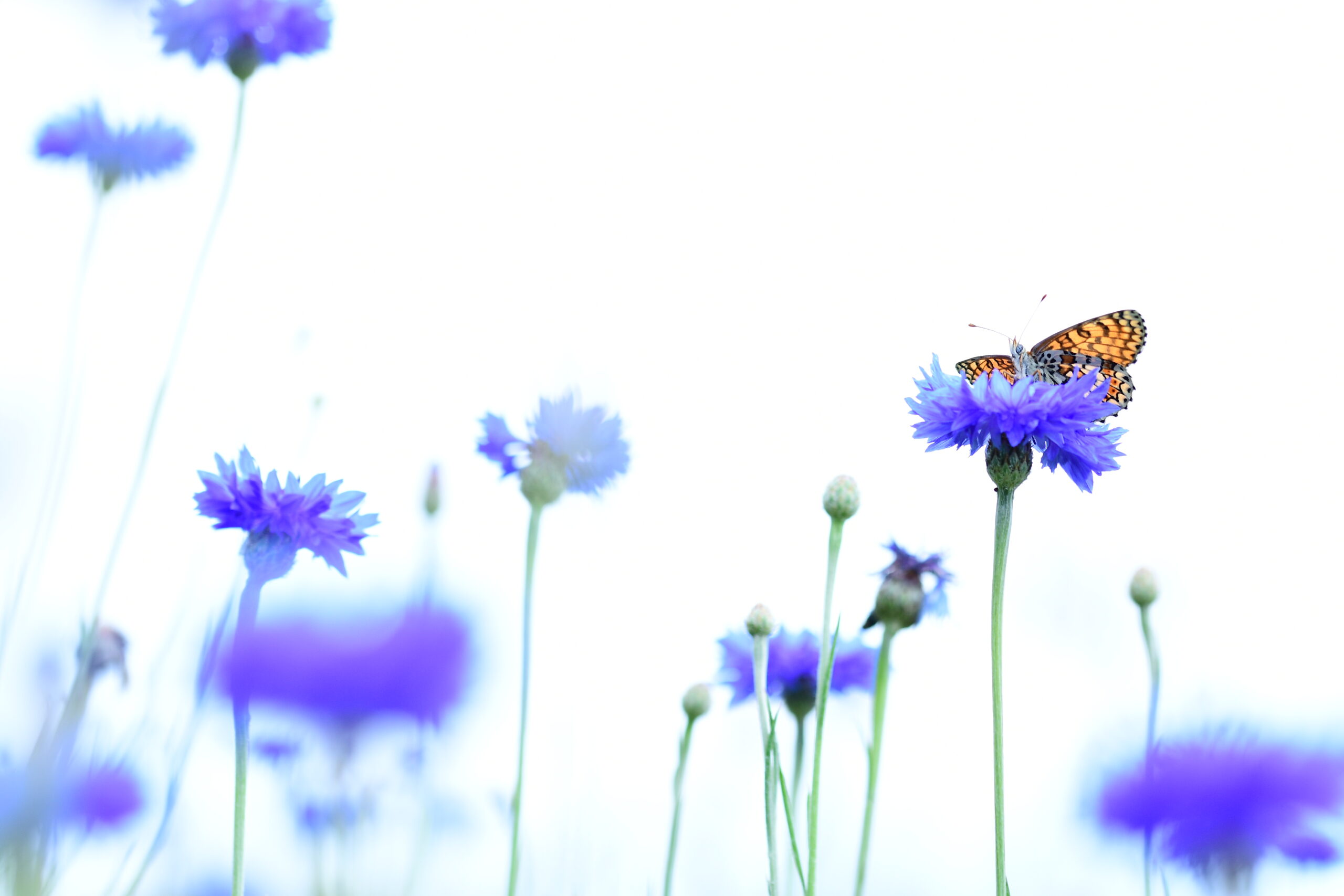 I really liked the bright colours of this fritillary basking in the cornflowers in the garden on an overcast day.