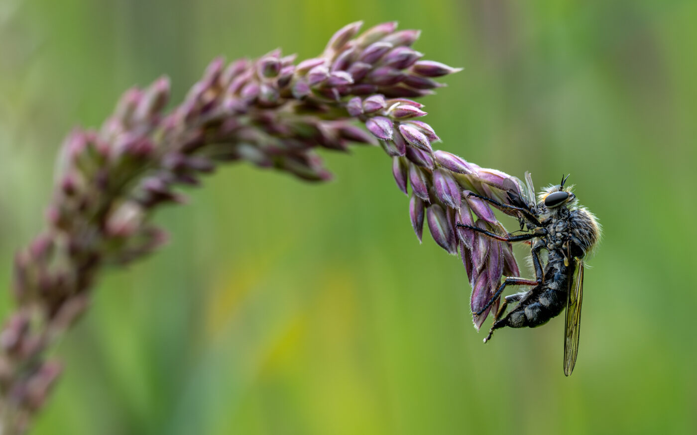 I was up early one morning and decided to have a wander around our wild garden with my camera when I saw this fly on the end of an awn of grass. I didn't realise until looking on the computer that he was actually eating another fly! Double whammy!