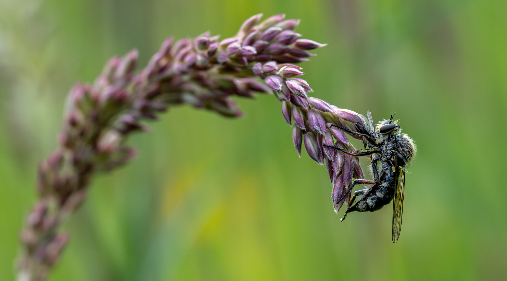 I was up early one morning and decided to have a wander around our wild garden with my camera when I saw this fly on the end of an awn of grass. I didn't realise until looking on the computer that he was actually eating another fly! Double whammy!